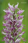 Hybride Helm-Knabenkraut (Orchis militaris) x Affen-Knabenkraut (Orchis simia)